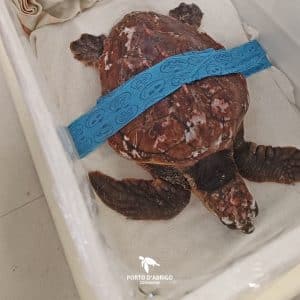 Img-Galeria_Noticia-16_02_26_xena-1080px-2