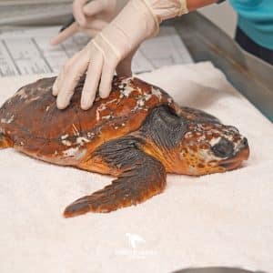 Img-Galeria_Noticia-16_02_26_xena-1080px-3