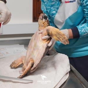 Img-Galeria_Noticia-16_02_26_xena-1080px-5