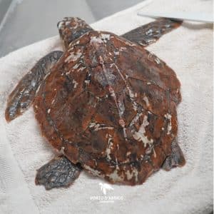 Img-Galeria_Noticia-16_02_26_xena-1080px-7