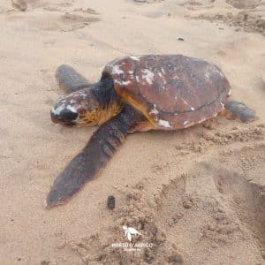 Img-Galeria_Noticia-16_02_26_xena-1080px-8